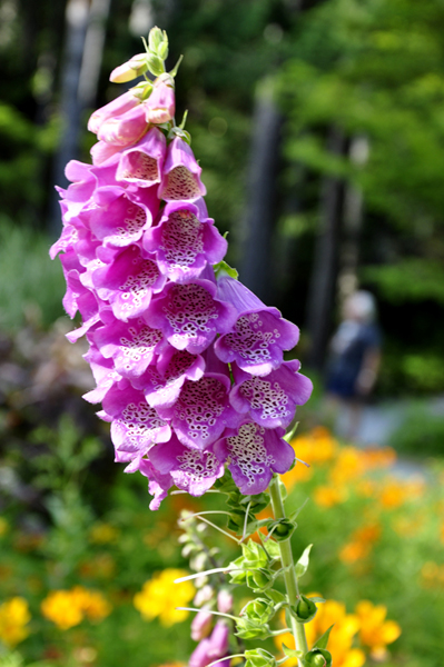 flower in the garden area